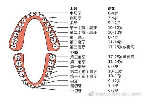 牙齒數量命運